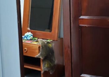 POÇOS DE CALDAS | Ouriço-terrestre é capturado pelos Bombeiros em escritório