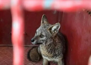 POÇOS DE CALDAS | Raposa é capturada em estacionamento