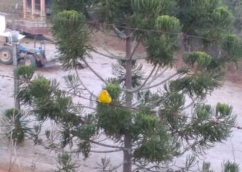 BOTELHOS | Geada é registrada na zona rural e temperatura mínima chegou a 6º C