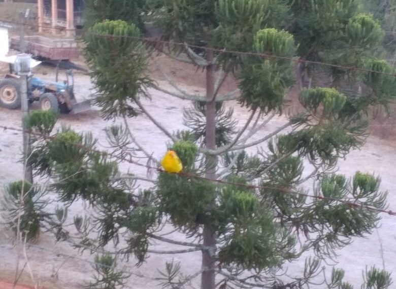 BOTELHOS | Geada é registrada na zona rural e temperatura mínima chegou a 6º C