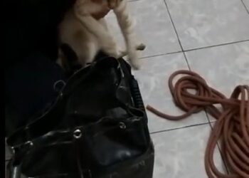 POÇOS DE CALDAS | Gato cai de janela de apartamento e é resgatado pelos Bombeiros