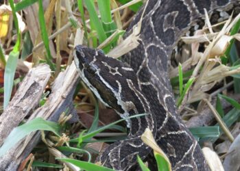 POÇOS DE CALDAS | Grupamento Ambiental resgata Urutu em bairro da Zona Sul