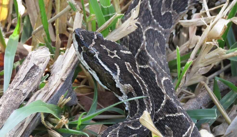 POÇOS DE CALDAS | Grupamento Ambiental resgata Urutu em bairro da Zona Sul