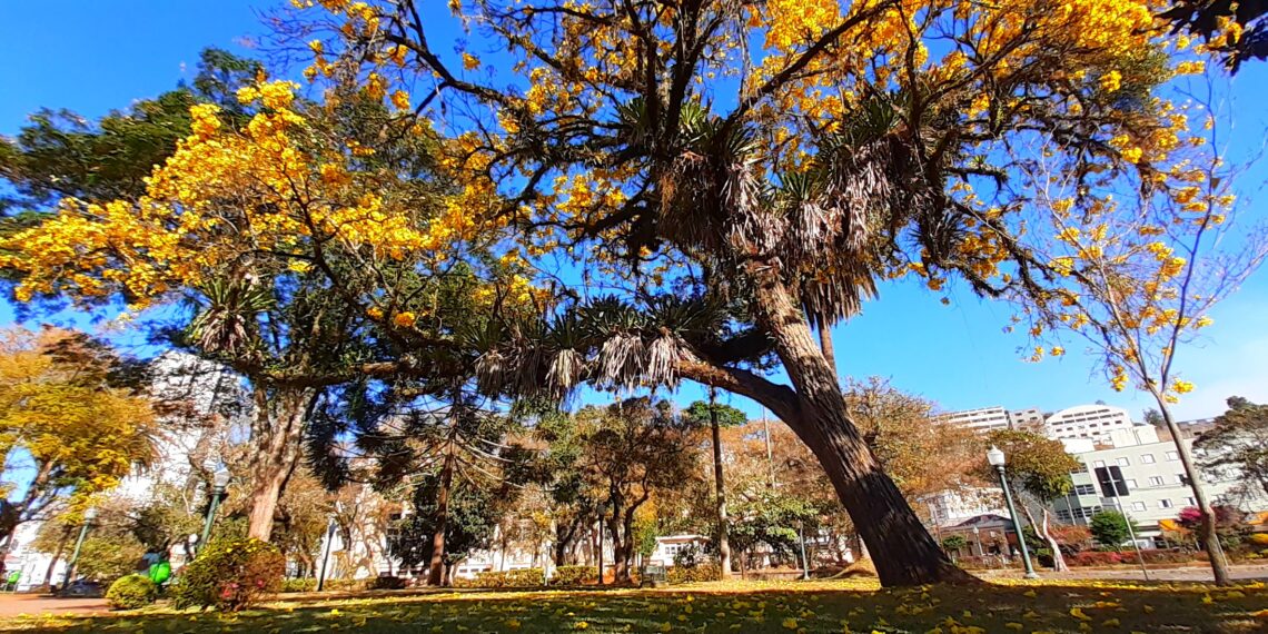 POÇOS DE CALDAS | O espetáculo da florada do Ipê amarelo já está pela cidade
