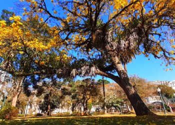 POÇOS DE CALDAS | O espetáculo da florada do Ipê amarelo já está pela cidade