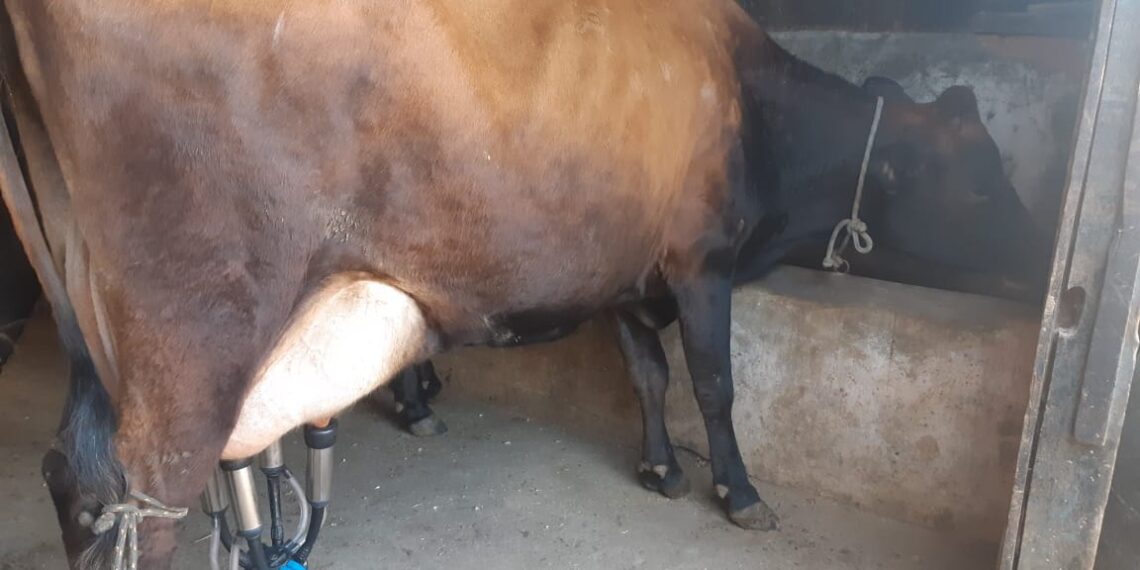 SANTA RITA DE CALDAS | Vaca leiteira é furtada de sítio na madrugada desta quarta