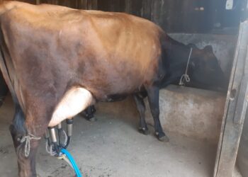 SANTA RITA DE CALDAS | Vaca leiteira é furtada de sítio na madrugada desta quarta
