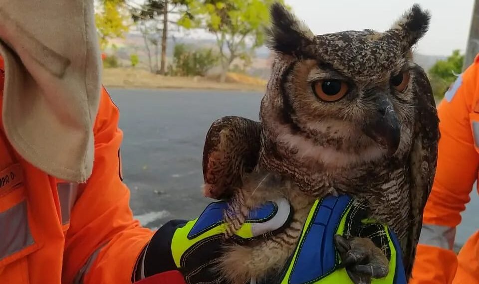 Bombeiros realizam salvamento de ‘coruja-orelhuda’ em Poços de Caldas
