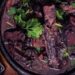 POÇOS DE CALDAS | Paróquia São Judas vende feijoada no domingo