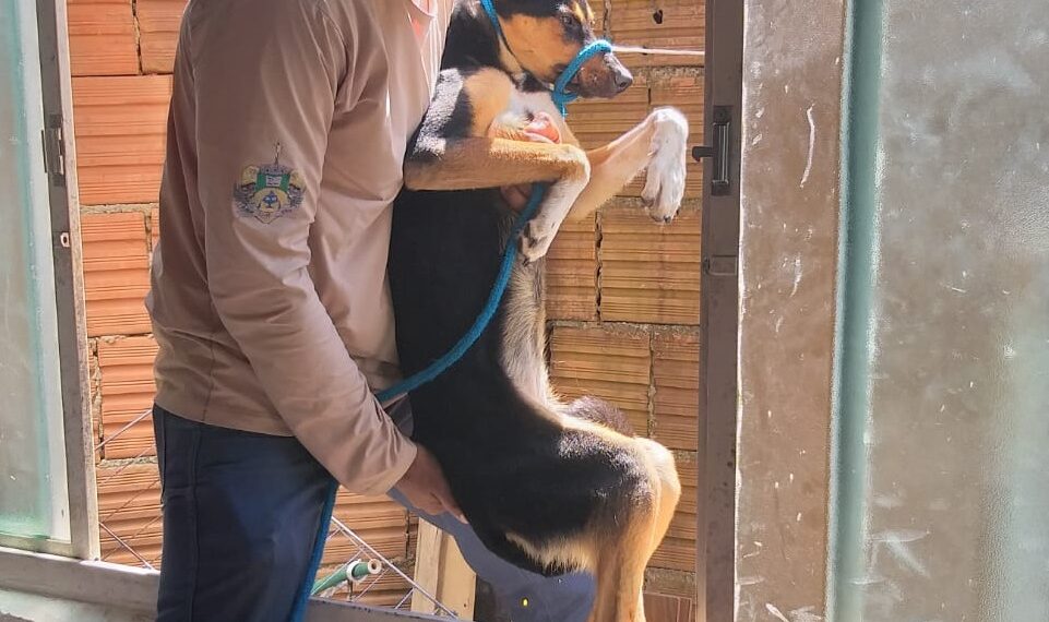 Polícia Civil resgata cadela abandonada sem água e alimentação
