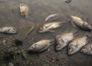 POÇOS DE CALDAS | Combate a poluição, o que podemos fazer? Confira