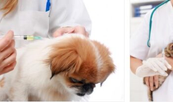 Drive Thru para vacinação antirrábica acontece nesta quinta-feira