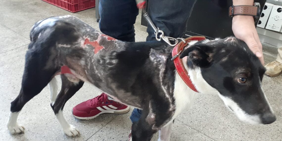 Suspeito preso ateou fogo em cachorro para se vingar da ex-companheira