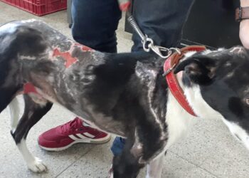 Suspeito preso ateou fogo em cachorro para se vingar da ex-companheira