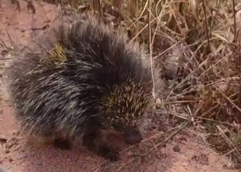 Ouriço-cacheiro foge de incêndio e se esconde em fábrica
