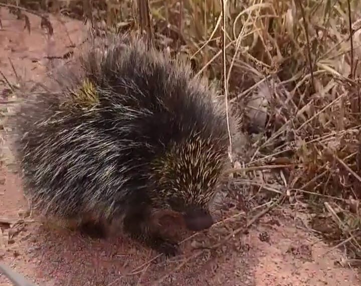 Ouriço-cacheiro foge de incêndio e se esconde em fábrica