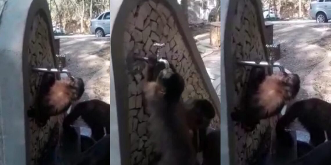 Com a falta de chuva, macacos tentam tomar água em fonte seca de Poços de Caldas