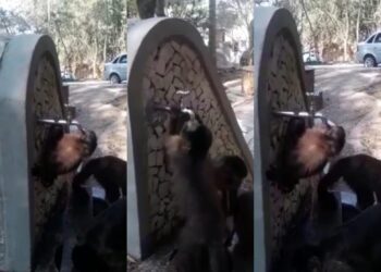 Com a falta de chuva, macacos tentam tomar água em fonte seca de Poços de Caldas