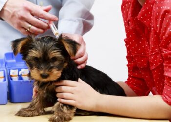 Vacinação Antirrábica de cães e gatos começa na próxima semana