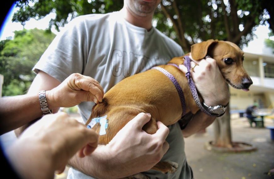 Vacinação Antirrábica começa na Zona Rural na próxima segunda (13)