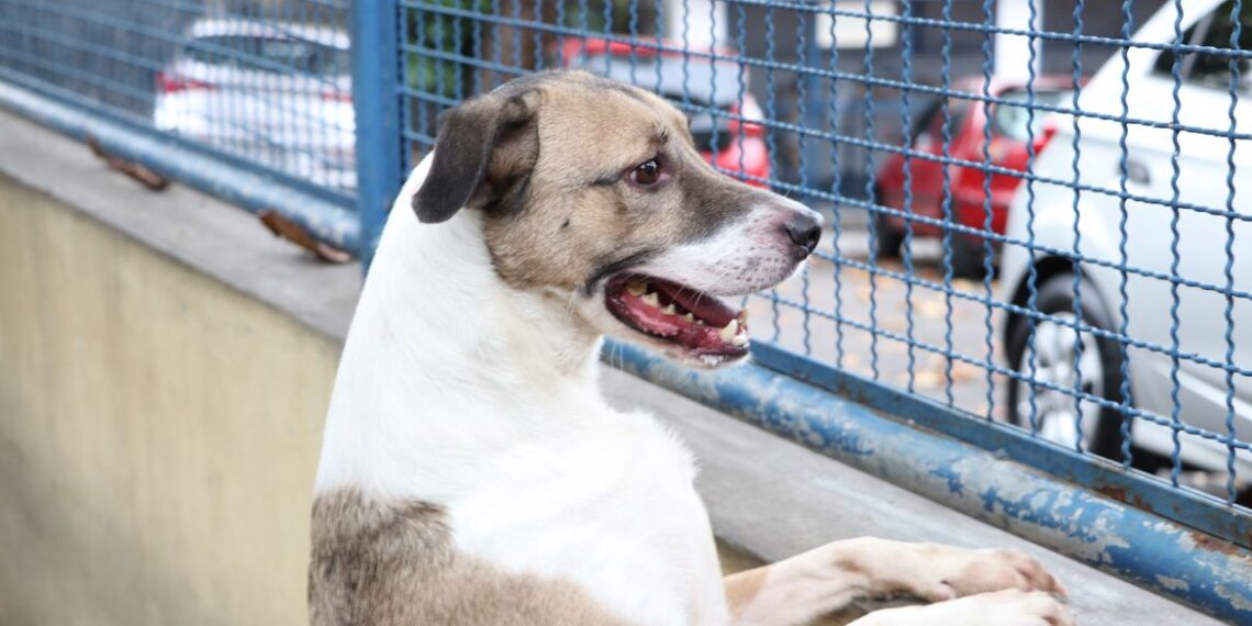 Cães e gatos podem ter vírus da covid-19, mas não transmitem a doença