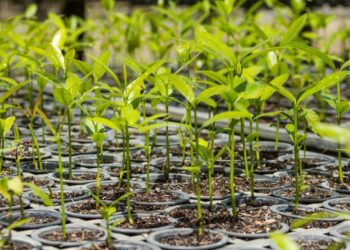 Poços de Caldas ganhará mais uma Floresta de Bolso nesta quinta (28)
