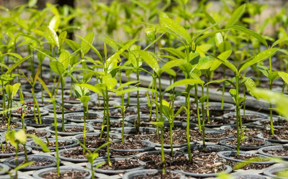 Poços de Caldas ganhará mais uma Floresta de Bolso nesta quinta (28)