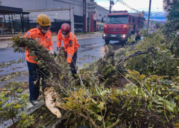 Galho de árvore cai sobre a ciclovia em Poços de Caldas