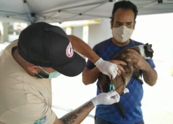 Campanha antirrábica vacina mais de 25 mil animais em Poços de Caldas