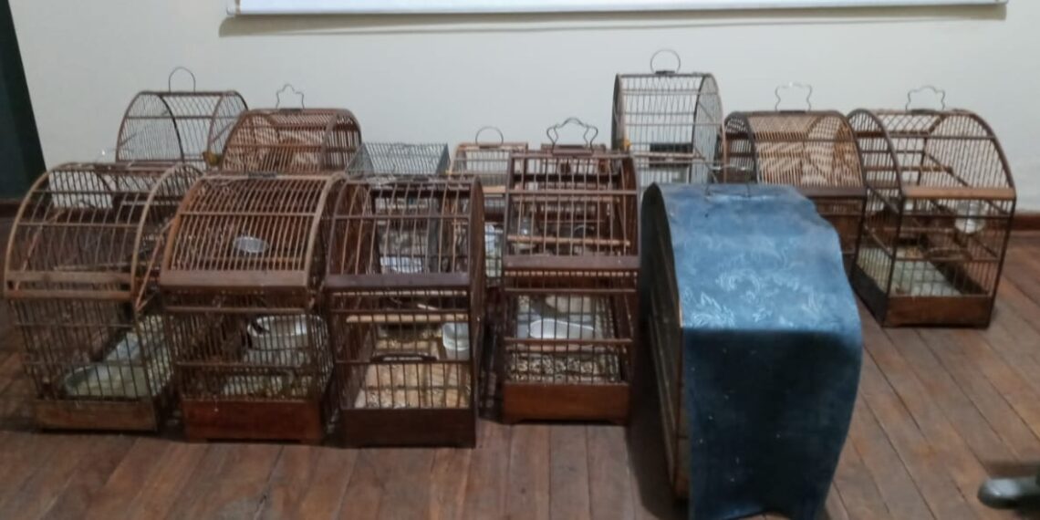 Aposentado tem carro roubado chama a PM e é detido por crime ambiental