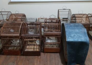 Aposentado tem carro roubado chama a PM e é detido por crime ambiental