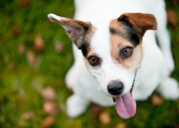 Lei que proíbe o sacrifício de animais saudáveis em Zoonoses é publicada