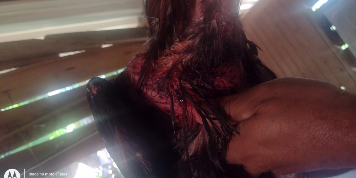 Quatro pessoas são presas por promover rinha de galo em Caldas