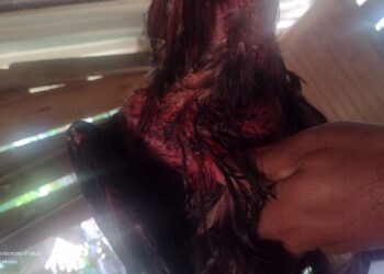 Quatro pessoas são presas por promover rinha de galo em Caldas