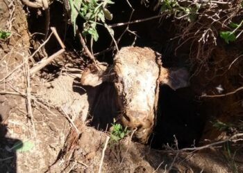 Bezerro é resgatado pelo Corpo de Bombeiros de Poços após ficar atolado em buraco