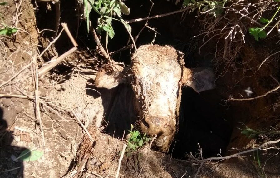 Bezerro é resgatado pelo Corpo de Bombeiros de Poços após ficar atolado em buraco