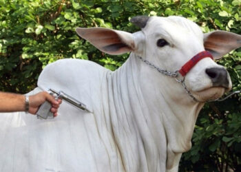 Começa segunda etapa de vacinação contra a febre aftosa em Minas