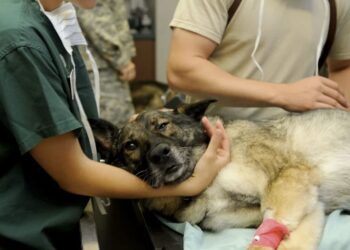Presidente da Câmara propõe criação de Hospital Veterinário Municipal em Poços
