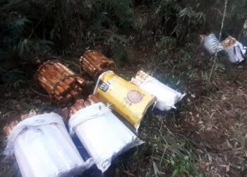 Polícia aplica multa de R$ 421 mil e recupera mais de 500 unidades de palmito em Águas da Prata