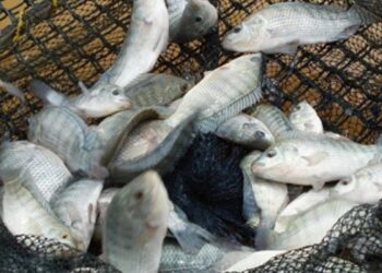 Piracema é iniciada em Minas Gerais