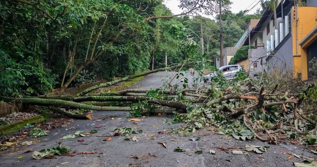 Queda de três árvores mobiliza bombeiros em Poços de Caldas