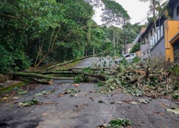 Queda de três árvores mobiliza bombeiros em Poços de Caldas
