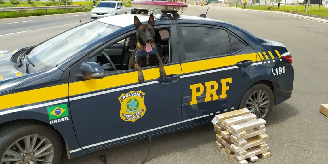 PRF apreende 22 kg de maconha em ônibus interestadual