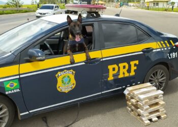PRF apreende 22 kg de maconha em ônibus interestadual