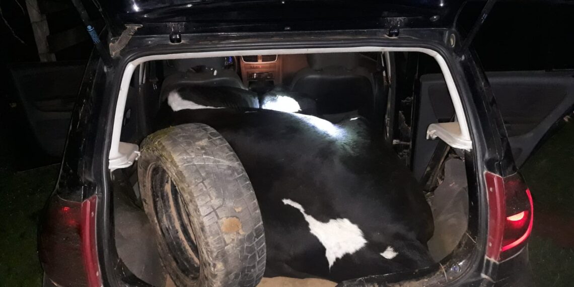 PM flagra furto de vaca em Ipuiúna; criminosos fogem
