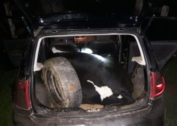 PM flagra furto de vaca em Ipuiúna; criminosos fogem