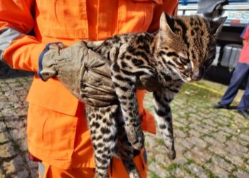 Bombeiros resgatam gato-do-mato em Caldas