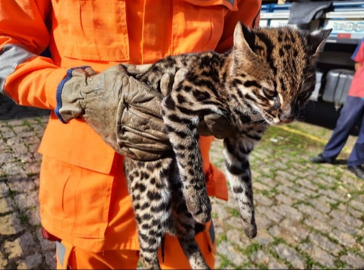 Bombeiros resgatam gato-do-mato em Caldas