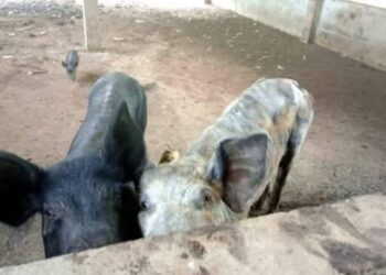 61 porcos são encontrados em situação de maus-tratos em São José do Rio Pardo