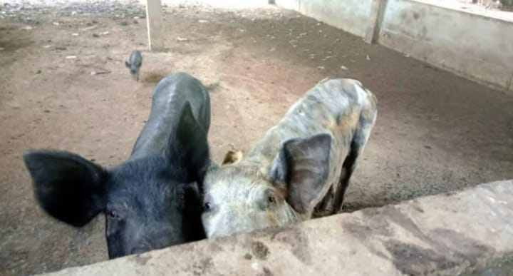 61 porcos são encontrados em situação de maus-tratos em São José do Rio Pardo